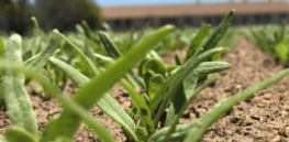Viewpoint: 'Plant breeding innovations help ramp up food production while making farms more climate resilient, profitable, and environmentally friendly'