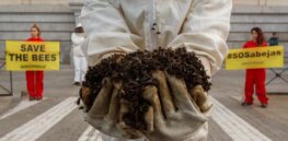 Viewpoint: Challenging the damaging myth that agrochemicals are the biggest threat to bees
