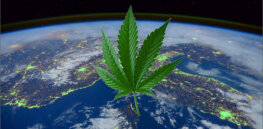 What are the evolutionary origins of modern-day marijuana?