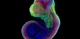 Ethics and bioscience: Stem cell-based embryo research could help dramatically reduce birth defects