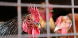 Concerned about the welfare of chickens other poultry? Gene editing poised to improve their health and limit diseases — if regulations are streamlined
