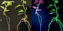 How can you tell that a plant has been gene edited? Use this CRISPR sensor