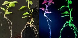 How can you tell that a plant has been gene edited? Use this CRISPR sensor