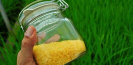 Viewpoint: 'Unnecessary delays’ — Activist maneuvers slow rollouts of nutritionally-enhanced Golden Rice
