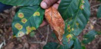 ‘Current varieties of coffee aren’t optimized for current conditions’: CRISPR is key to developing climate change-resistant brews