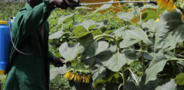 Viewpoint: If Kenya relents to activist pressure and bans pesticides, coffee, maize and wheat farmers could lose up to 90% of crops