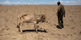How gene editing livestock protects farmers from climate change