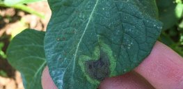 'It will be a wonderful day when these potatoes get into the hands of farmers’: Uganda develops genetically engineered disease-resistant version of the country’s most important crop