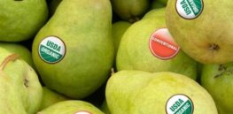 Viewpoint: 'The strength of US agriculture is that we have many diverse production systems' — How organic agriculture and biotechnology can coexist