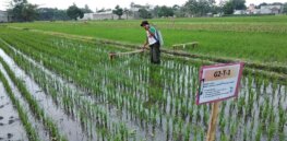 4 million tons of rice is destroyed each year to flooding in Southeast Asia. This genetically-engineered rice variety could limit losses