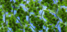 Viewpoint: Engineering biology — Which agricultural innovations are driving sustainability?