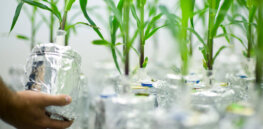 Viewpoint: By blocking CRISPR gene editing, Europe is rejecting a proven tool to address climate change and food insecurity