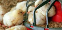 Only female chickens produce eggs, so millions of newborn male chicks are killed each year. Here’s how gene editing could put an end to this cruel practice