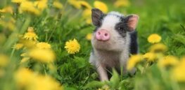 Viewpoint: How can we ensure disease-resistant CRISPR livestock are treated ethically?