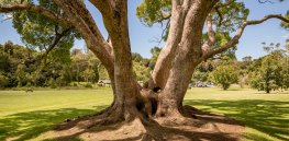 Scientists seize ‘once in a decade’ opportunity to advocate for genetically engineered trees