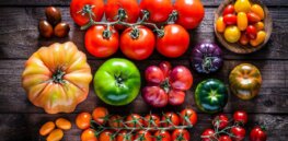 ‘Mission to find the perfect tomato’: Gene editing brings us antioxidant-rich, high-yielding varieties