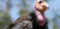 Humans drive evolution of other organisms, from condors to the coronavirus