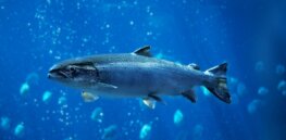 What's the future of gene edited fish?