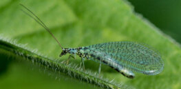 Insecticides based on RNA technology could poised to be a low impact way to control plant pests