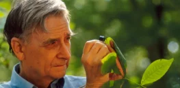 Honoring E.O. Wilson, who bested Stephen Jay Gould and Richard Lewontin in his defense of sociobiology