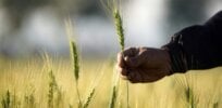 Viewpoint: Why aren't Canada and the United States growing sustainable, genetically modified wheat?