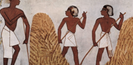 ‘Paying the price for productivity’: Studying ancient barley, safflower and lentil grains can help us recover lost nutrients
