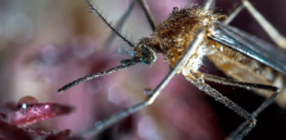 How CRISPR gene editing technology can eliminate disease-spreading mosquitoes