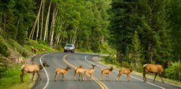 ‘Contemporary evolution’: How pollution and human interventions are speeding up evolution