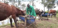 Viewpoint: 'Only GMOs will save the livestock sector’ — Genetically modified crops could lower the cost of feed 20% in Kenya