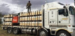 commercial bee keep