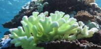 Key to ocean life, coral reefs are disappearing on the way to extinction. Should we mobilize gene editing to save a threatened species?