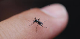 ‘100 peer reviewed safety studies’: Here's the skinny on eradicating disease-carrying insects with 'self-limiting' genetic technology
