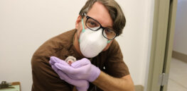 Genetic cloning may be the only viable solution to biodiversity-threatening animal extinctions