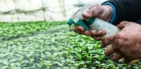 Viewpoint: Are synthetic pesticides necessary for farming? How agroecology, anti-biotechnology activist groups misrepresent the science and influence government policy