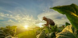 Viewpoint: Gene edited crops key to addressing climate dislocation and sustainability challenges