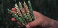 Can CRISPR gene edited seeds be grown organically? Organic farmers and advocates are split