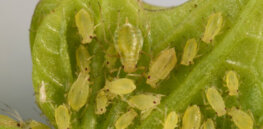 England authorizes emergency neonicotinoid use to protect threatened 2022 sugarbeet crops
