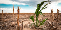 5 ways gene editing is making crops climate-resilient