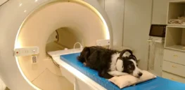 Sí or Oui? Brain imagery shows dogs can differentiate among languages