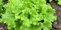 Latest CRISPR food innovation: Nutritionally super-charged lettuce