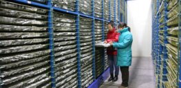 China greenlights pest- and herbicide-resistant genetically modified corn and soybeans after 10 years of safety studies
