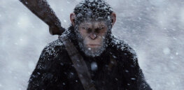 If humans go extinct, what ‘smart’ animals might evolve to ‘rule the world’?
