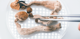 How artificial intelligence can isolate the most effective medical compounds in psychedelics