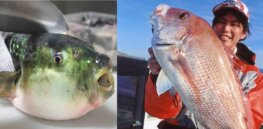 Red sea bream and tiger puffer: Japan approves two new gene edited fish for sale