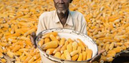 Viewpoint: 'Pesticide toxicity has plunged by 98%’ — Misplaced campaign targeting synthetic farm chemicals ignores sustainable advances