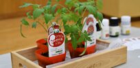 First CRISPR food hits market: Sicilian Rouge tomato with blood pressure-lowering GABA available in Japan
