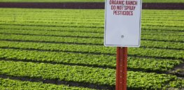 Viewpoint: Why organic farming is a climate change disaster