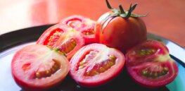 Let food be thy medicine: How GMO tomatoes could help Parkinson’s patients