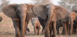 Why are there tuskless elephants? Blame ivory hunting
