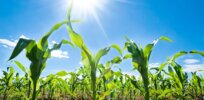 Study credits climate, not genetics, for bumper US corn crop